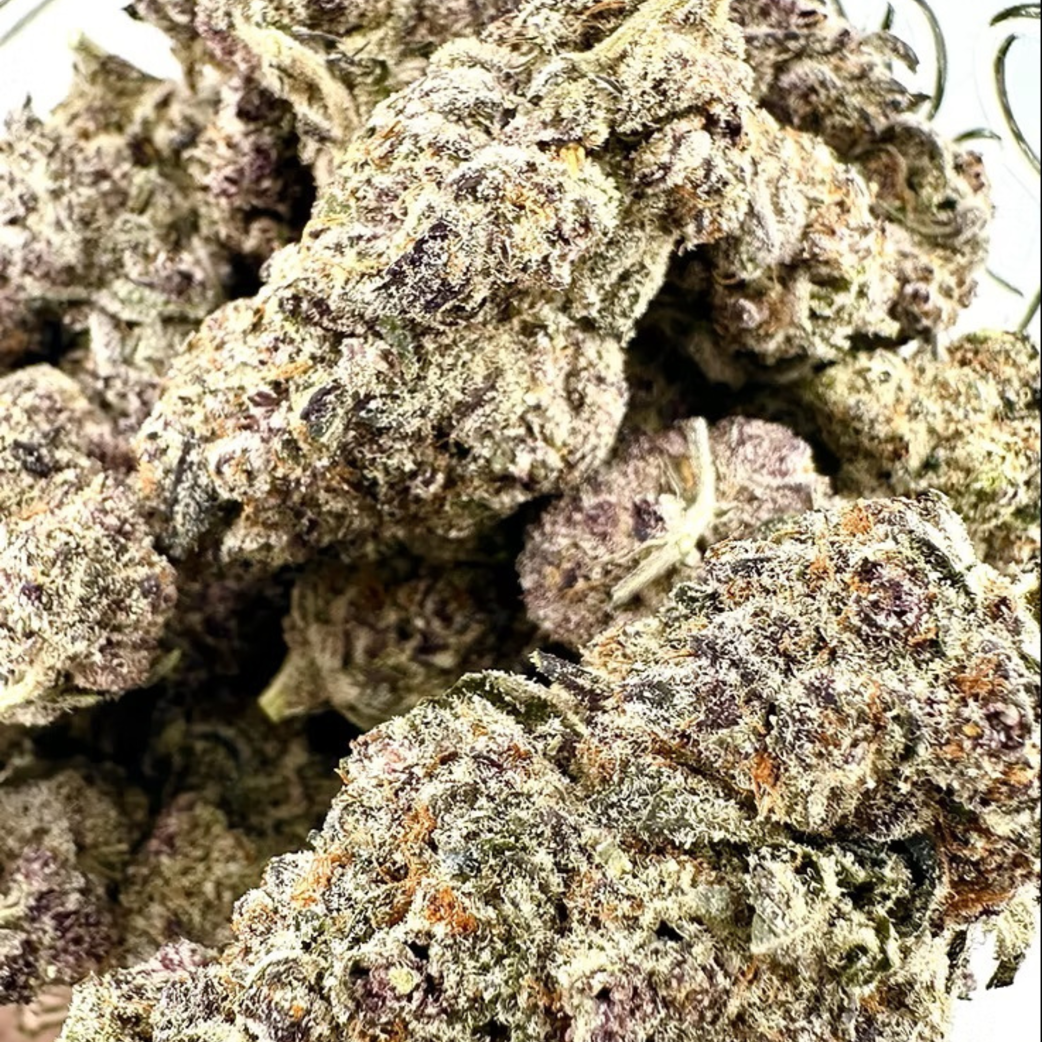 French Lotus | Small Batch Indoor | Organic Living Soil
