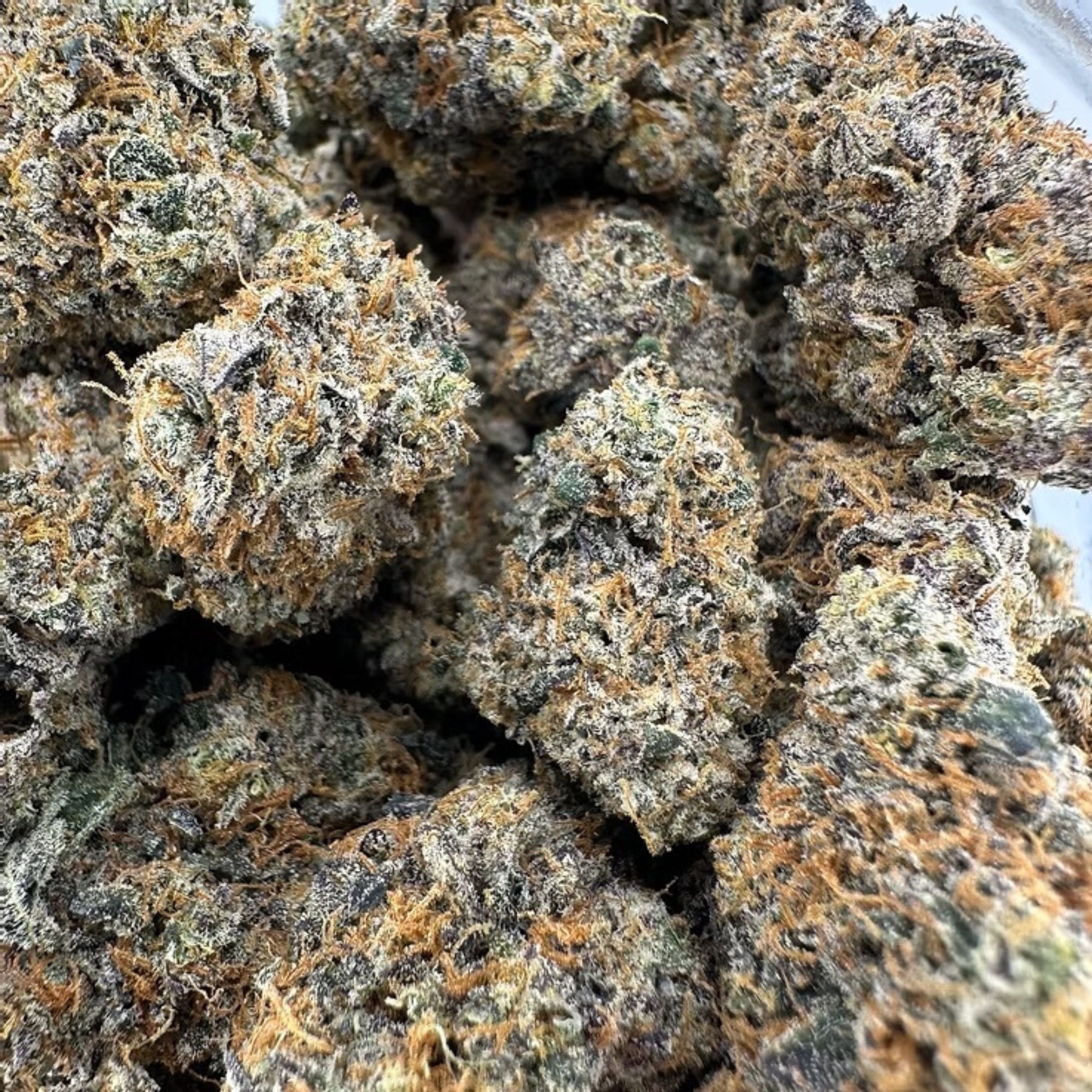 Rainbow Belts | Craft Batch Indoor | Organic Living Soil